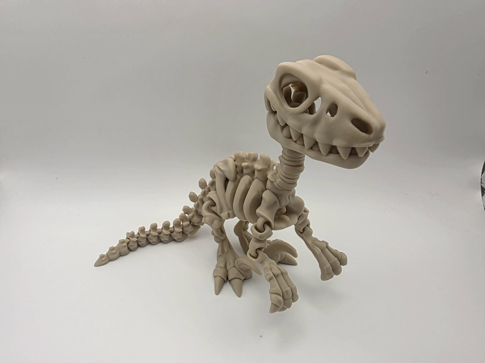 Skeleton Raptor - Rattlebones Raptor - 7.5" Long x 2.5" Wide x 5.5" Tall - Bone White 3D printed item image