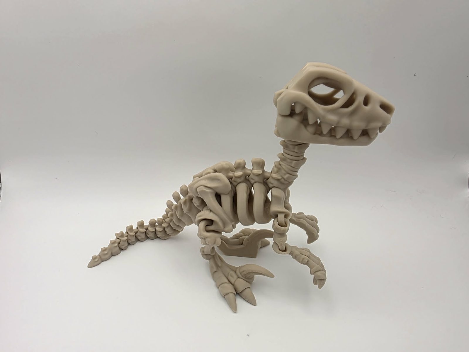 Skeleton Raptor - Rattlebones Raptor - 7.5" Long x 2.5" Wide x 5.5" Tall - Bone White 3D printed item image